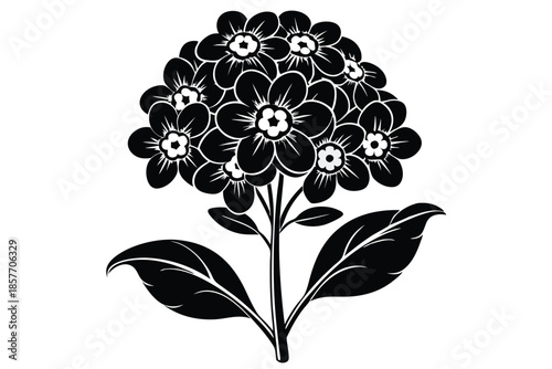 alyssum silhouette line art vector illustration