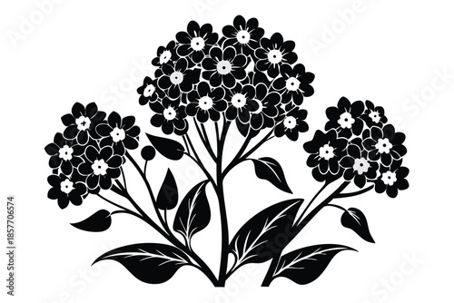 alyssum silhouette line art vector illustration