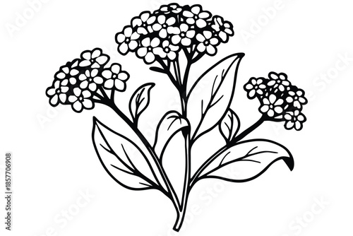 alyssum silhouette line art vector illustration