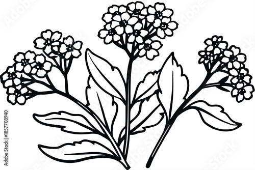 alyssum silhouette line art vector illustration