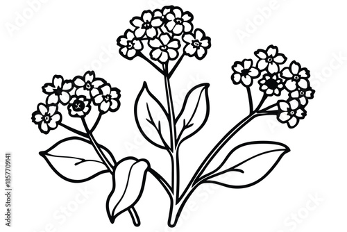 alyssum silhouette line art vector illustration