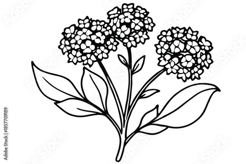alyssum silhouette line art vector illustration