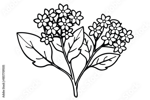 alyssum silhouette line art vector illustration