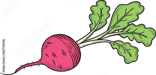 vector illustration of a radish
