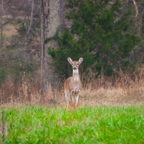 deer in the woods