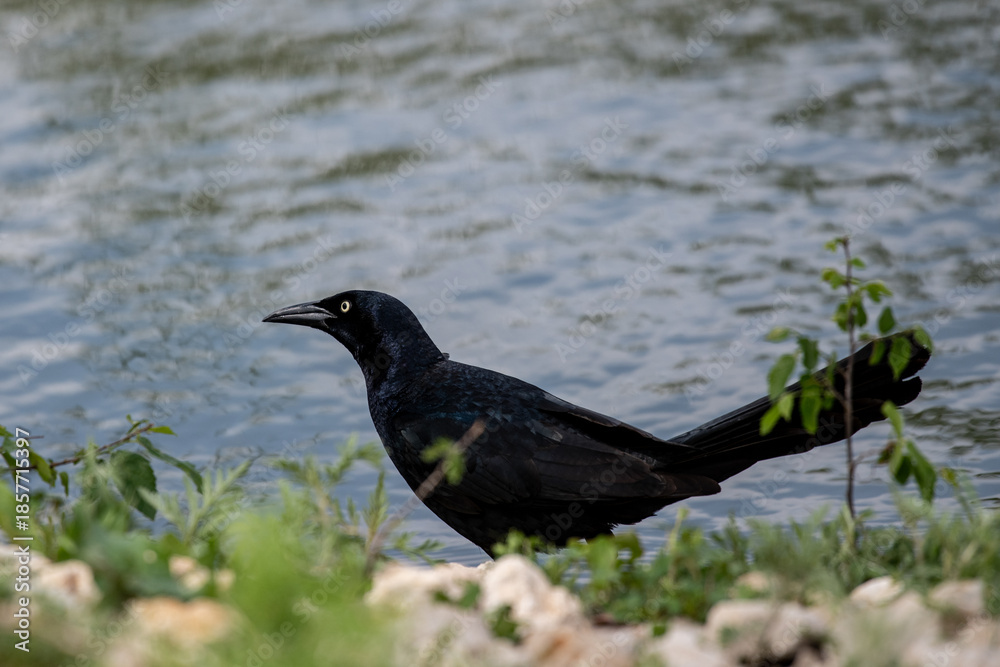 Obraz premium Male great-tailed grackle foraging next to water