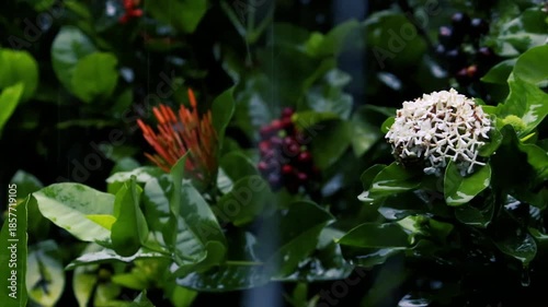 Rain falling on white ixora flowers and green leaves in a dark moody garden with bokeh background