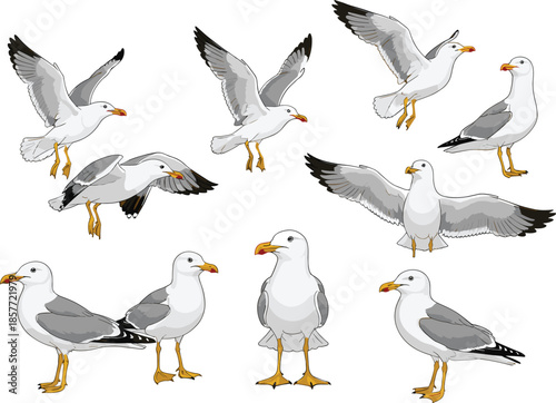Set of seagull vector illustrations showing various poses including flying with open wings, standing, and coastal birds isolated for marine nautical design and summer beach themes.