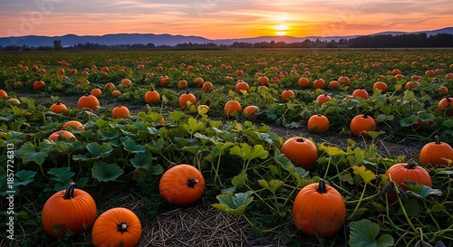 A vast field of ripe pumpkins at sunset.