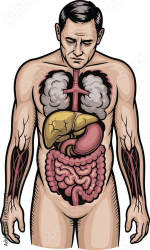 Human Male Anatomy with Visible Internal Organs