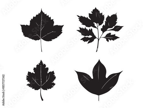 A gorgeous set of four elegant black fall leaf silhouette illustrations