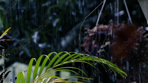 Rain falling on fresh green palm leaves with water droplets in a lush tropical garden close up