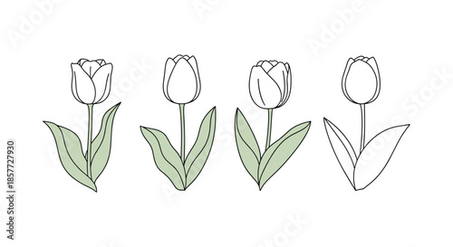 Set of four minimalist tulip illustrations with green leaves, shown in both colored and simple line art outline versions.