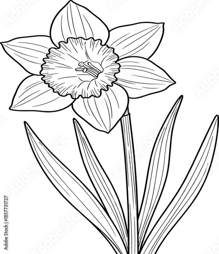 Daffodil flower illustration, bota