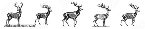 vector set of skeleton deer bones silhouettes