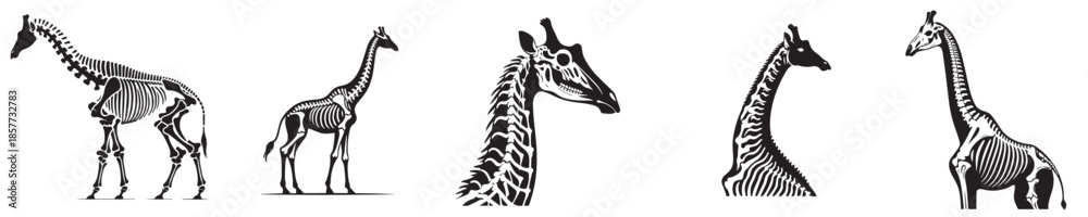Obraz premium a set of vector silhouettes of giraffe skeletons