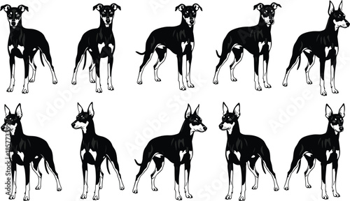 Doberman dog silhouette set, black and white vector, cropped ears, floppy ears, standing pose, pet icon, breed, graphic, animal