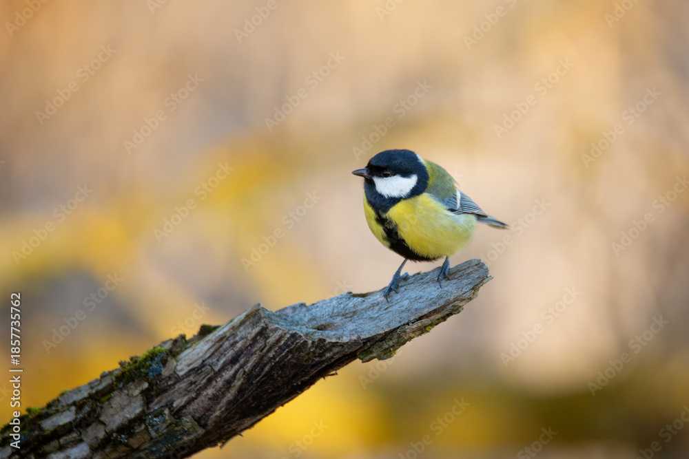 Obraz premium A vibrant Great Tit (Parus major) perches gracefully on a weathered branch, against an autumnal backdrop in Europe. Czech Republic wildlife bird watching.