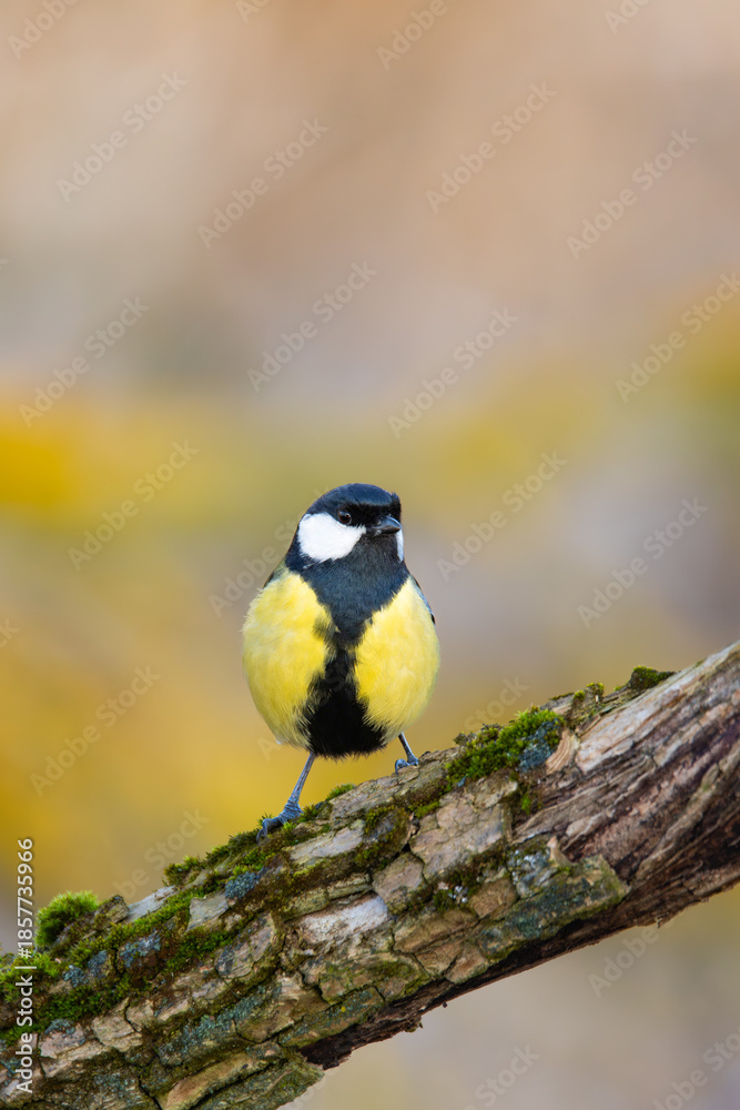Naklejka premium A close-up shot features a beautiful Great Tit (Parus major) perched on a mossy branch in its natural habitat in Europe. Czech Republic wildlife bird watching.