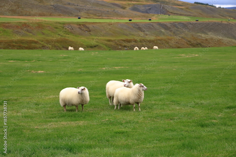 Fototapeta premium Icelandic sheeps on a meadow
