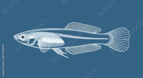 Small medaka fish also known as japanese rice fish shown in translucent detail against blue background for science.