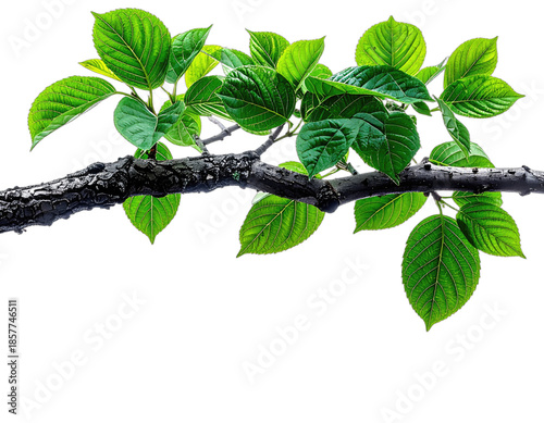 Branch of lush green leaves, set against a transparent background, showcasing detailed texture