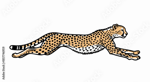Cheetah Running with Extended Legs and Tail.