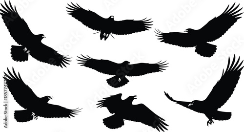 Flying Eagle Bird Silhouettes Set, Powerful Wingspreads And Soaring Poses, Isolated Black Raptor Vector Illustration For Wildlife, Nature, Logo,