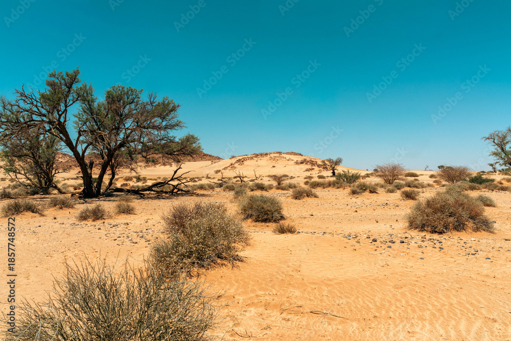 Fototapeta premium Sossusvlei in Namibia is an iconic Namib Desert landscape with towering red sand dunes, bright white clay pans, and ancient dead camel thorn trees beneath a deep blue sky. One of the oldest deserts