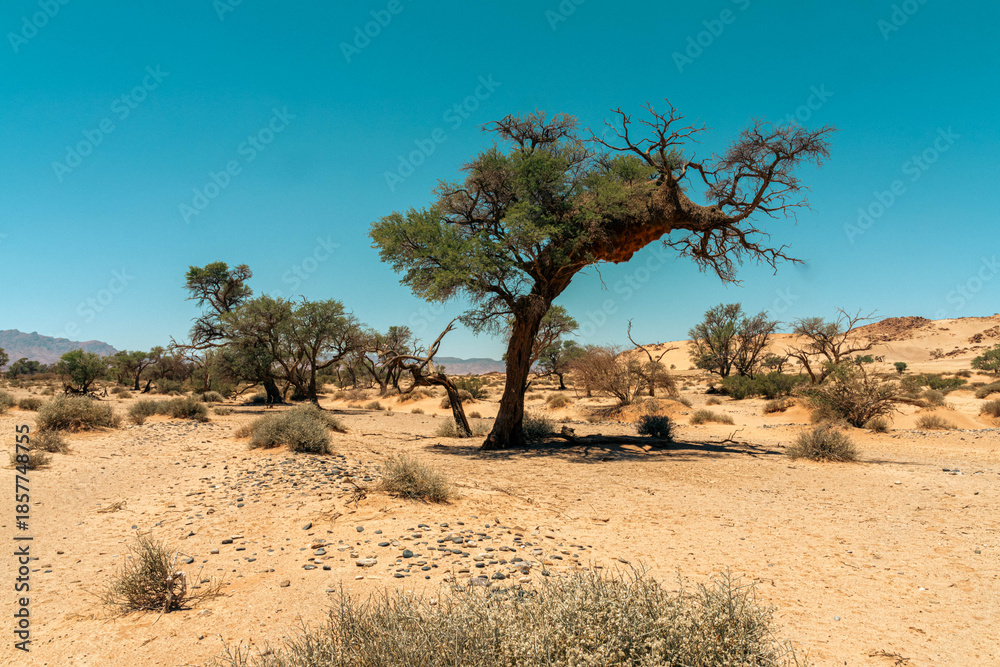 Obraz premium Sossusvlei in Namibia is an iconic Namib Desert landscape with towering red sand dunes, bright white clay pans, and ancient dead camel thorn trees beneath a deep blue sky. One of the oldest deserts