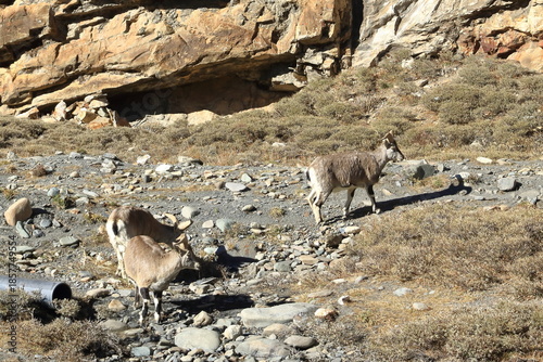 Bharal or Himalayan blue sheep or naur (Pseudois nayaur) in Tibet, China, Asia