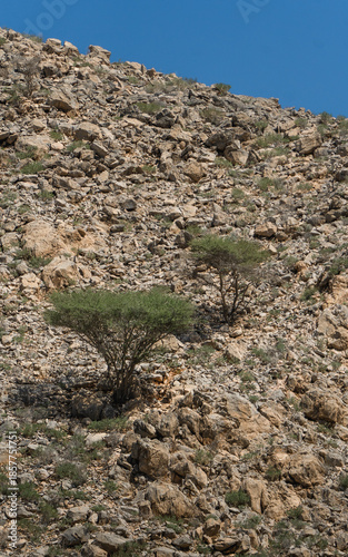 Trees on the Haffah Qadema Beach, Oman