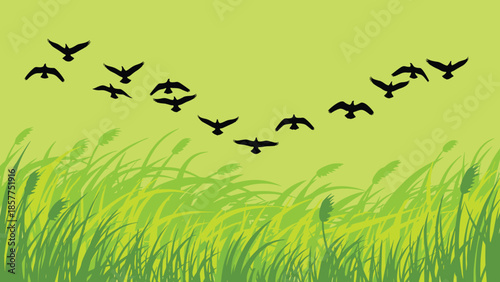 Flying birds silhouette over green grass field, nature landscape background with wildlife motion isolated illustration, spring environment vector design
