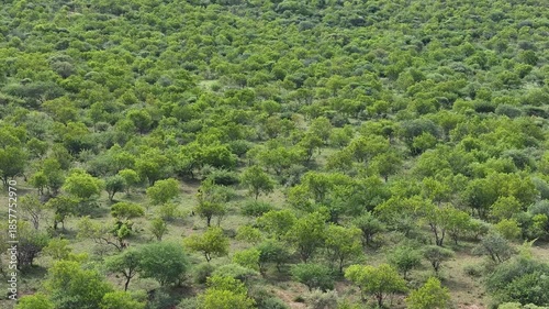 aerial view, acacia and bushwillow, Southern Africa mix of tall grasses and scattered trees and shrubs, Botswana
