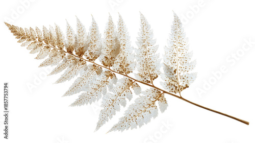 Dried fern leaf with white and brown fronds on transparent background, symbolizing autumn, nature, texture, and botanical design