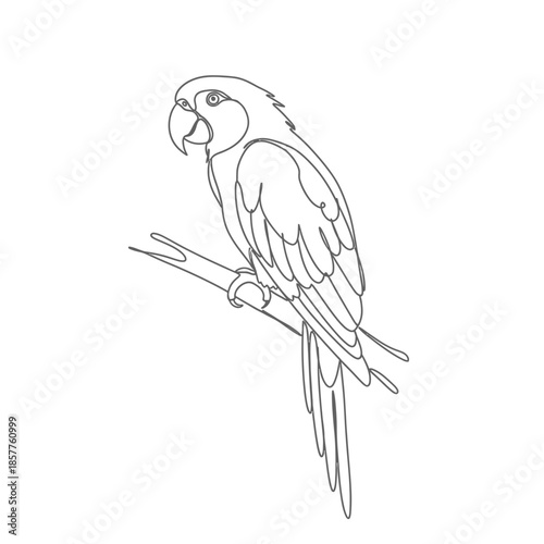 Parrot Line Drawing Outline Illustration