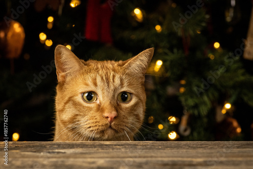 Orange tabby cat peeking over wooden table with festive Christmas lights.
Close-up portrait of a curious orange tabby cat looking between a wooden surface and colorful holiday lights. Concept of pets.