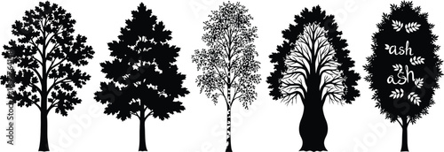 Silhouette illustration set of 5 deciduous trees oak maple birch elm and ash distinct shapes