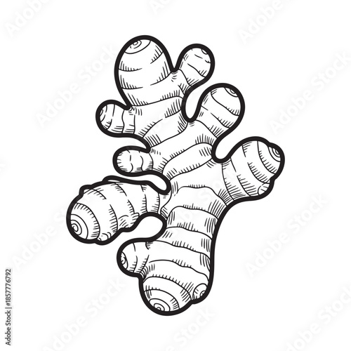 A detailed black and white line drawing of a ginger root with multiple rhizomes