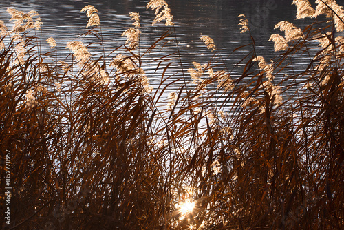 Fluffy reeds in front of the ripples water in the sunshine