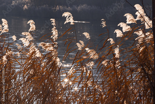 Fluffy reeds in front of the ripples water in the sunshine