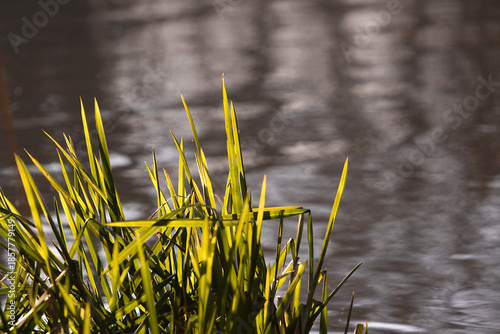 Green reeds in the sunshine near the water