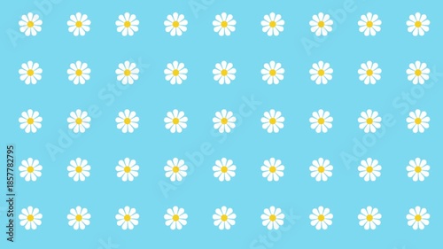 seamless floral pattern with camomiles, daisy flowers arranged in grid geometric motif animation on blue background, summer botanical repeating mothers day women day backdrop
