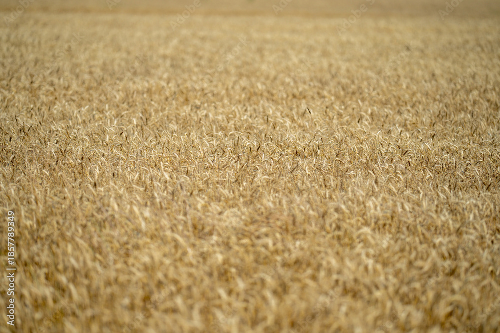 Fototapeta premium Golden wheat field representing harvest and rural farming. Close-up of ripe grain ready for harvest in a natural farmland setting. Crop fields. Countryside farm golden wheat background.