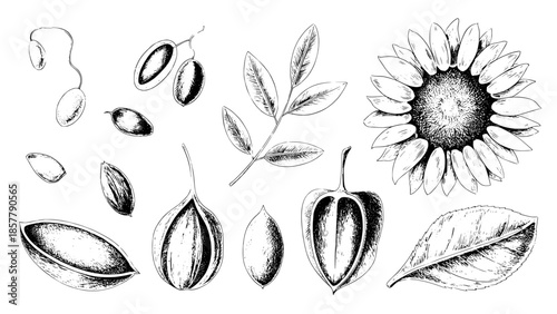 Hand-drawn botanical illustration of a sunflower with seeds, leaves and pods