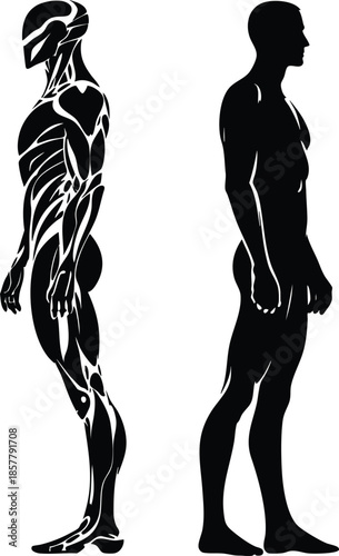 Anatomical illustration of human musculature in profile contrasted with a black silhouette ideal for medical fitness or educational use