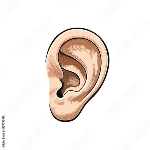 Anatomical Illustration of Human Ear with Detailed Texture and Sketch Outline