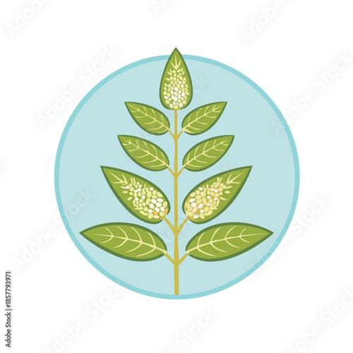 Staghorn Sumac Branch Illustration with Seeds in a Light Blue Circle Frame