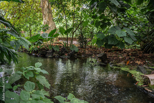 Lush Tropical Stream Flowing Through the Dense Greenery of Parque de la Señoría, Xalapa, Veracruz, Mexico
