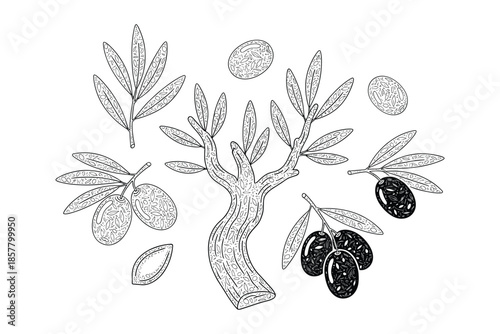 Hand drawn botanical illustration of olive tree set black outline on transparent.
